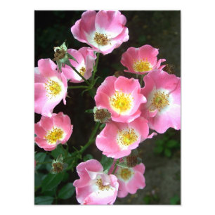 Flowering Wild Roses in the Secret Garden Photo Print