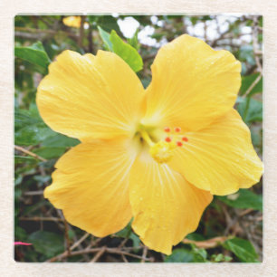 Flowering Yellow Hibiscus, Glass Coaster