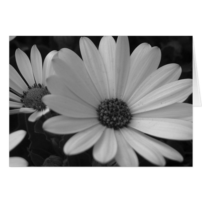 Flowers #1 (Front Horizontal)