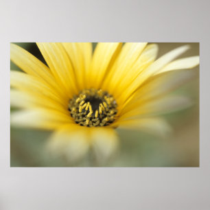 Flowers #1 yellow daisy poster