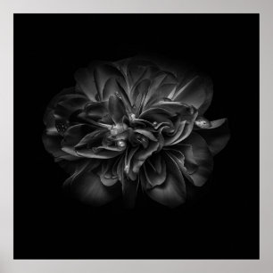 Flowers 67 BW Poster