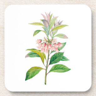 Flowers: A013 Redvein Enkianthus - Coaster