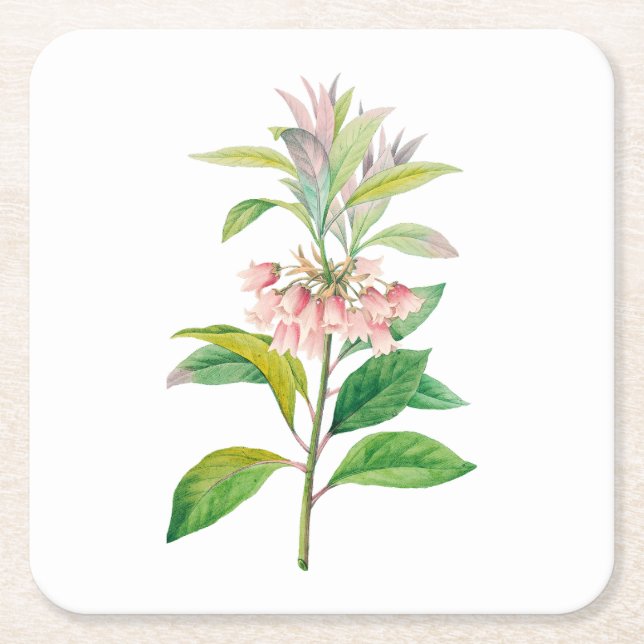 Flowers: A013 Redvein Enkianthus - Square Paper Coaster (Front)