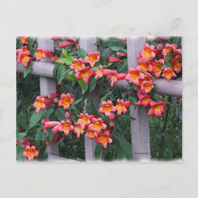 Flowers Along The Fence Postcard (Front)