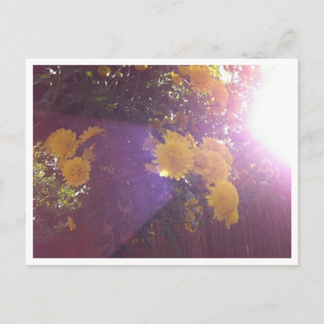 Flowers and Light Postcard (Front)