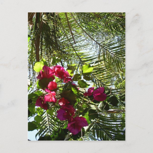 Flowers and Palm Tree Postcard (Front)