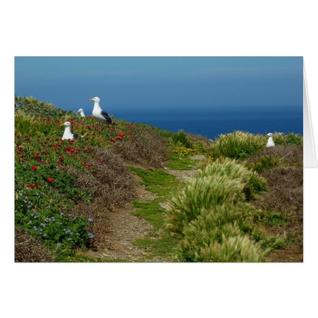 Flowers and Seagulls on Anacapa Island (Front Horizontal)