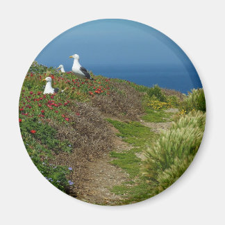 Flowers and Seagulls on Anacapa Island Magnet