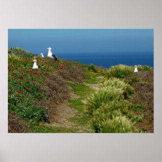 Flowers and Seagulls on Anacapa Island Poster