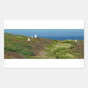Flowers and Seagulls on Anacapa Island Rectangular Sticker