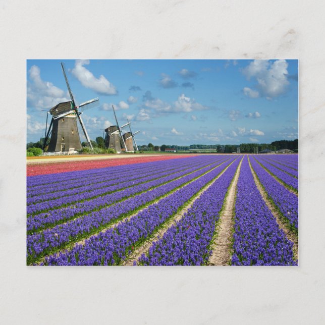 Flowers and windmills postcard (Front)