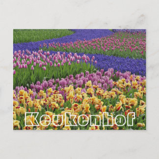 Flowers at Keukenhof,streams of tulips Postcard