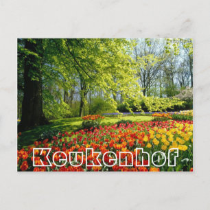 Flowers at  Keukenhof,,trees and tulips Postcard