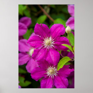 Flowers at Robinette's Apple Haus and Gift Barn 2 Poster
