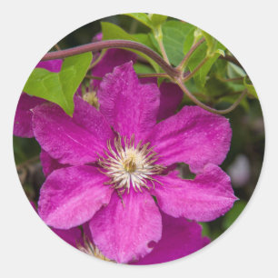 Flowers At Robinette's Apple Haus & Gift Barn Classic Round Sticker