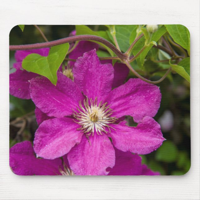 Flowers At Robinette's Apple Haus & Gift Barn Mouse Pad (Front)