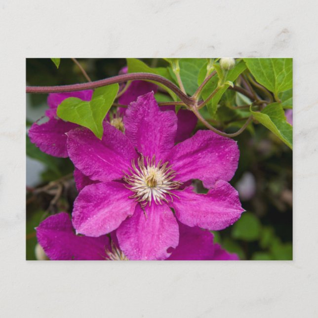 Flowers At Robinette's Apple Haus & Gift Barn Postcard (Front)