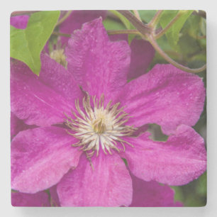 Flowers At Robinette's Apple Haus & Gift Barn Stone Coaster