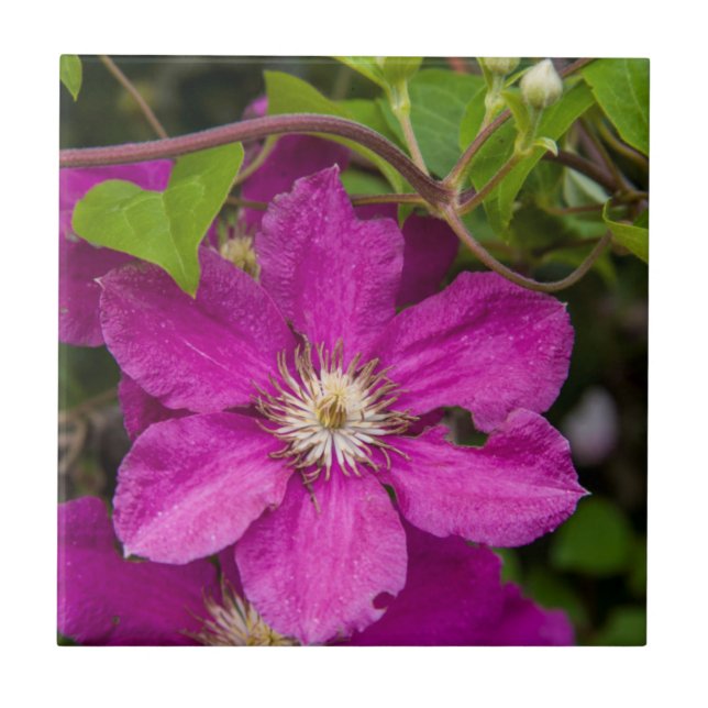 Flowers At Robinette's Apple Haus & Gift Barn Tile (Front)