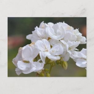 Flowers at Tenerife Postcard