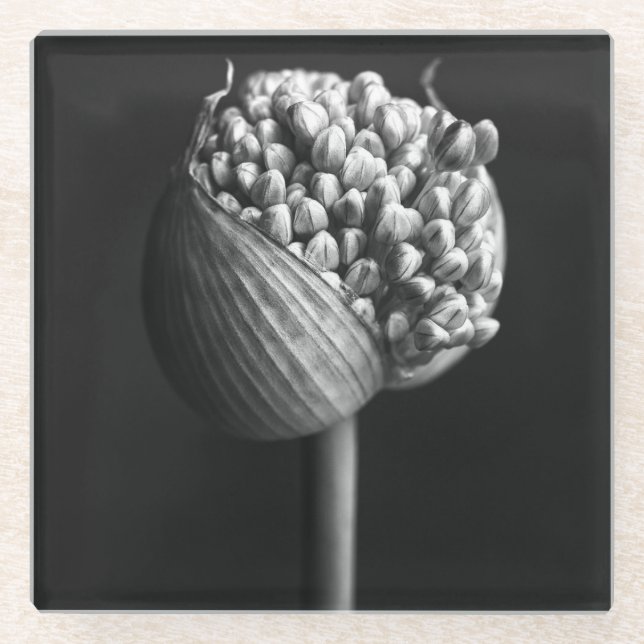 Flowers | B&W Allium Flower Bud Glass Coaster (Front)