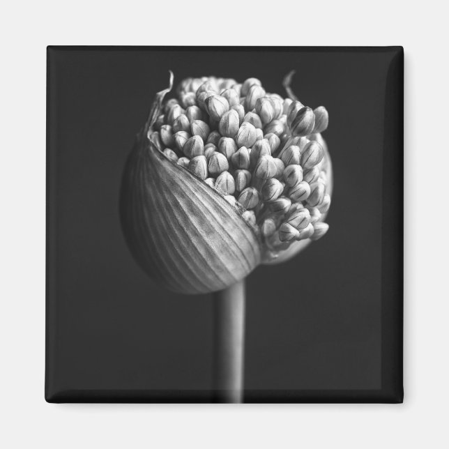 Flowers | B&W Allium Flower Bud Magnet (Front)