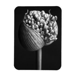 Flowers B&W Allium Flower Bud Magnet