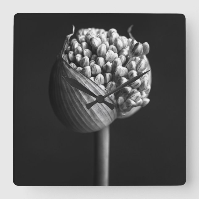 Flowers | B&W Allium Flower Bud Square Wall Clock (Front)