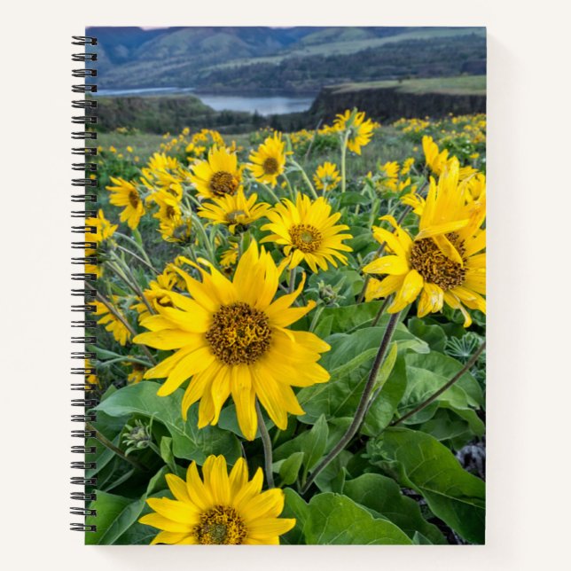 Flowers | Balsomroot Columbia River, Oregon Notebook (Front)
