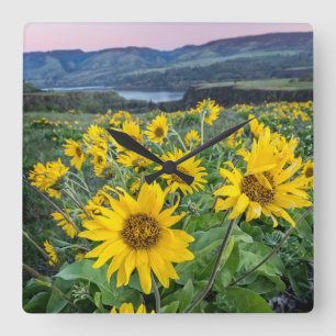 Flowers   Balsomroot Columbia River, Oregon Square Wall Clock