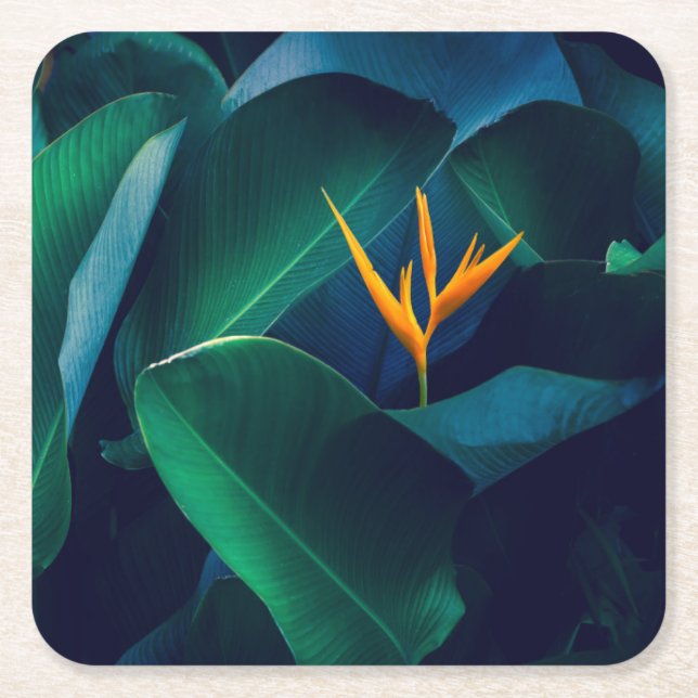 Flowers | Bird of Paradise Square Paper Coaster (Front)