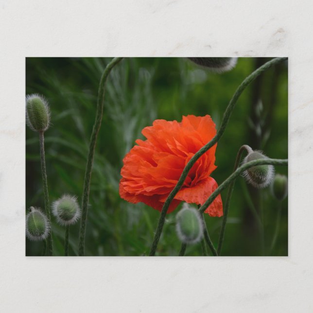 flowers bloom postcard (Front)