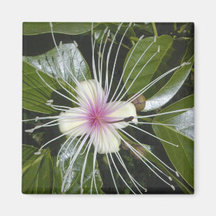 Flowers Blossoms Flora Colourful Pattern Fun Art Magnet