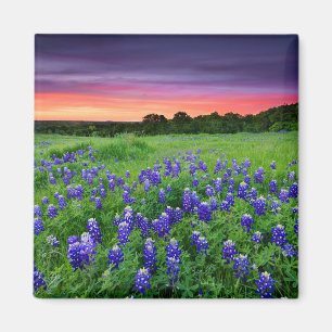 Flowers Bluebonnets at Sunset Texas Magnet