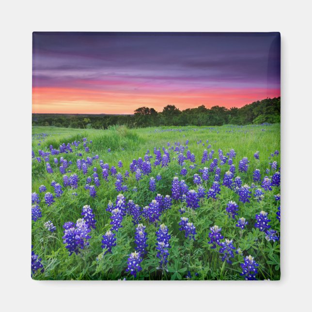 Flowers | Bluebonnets at Sunset Texas Magnet (Front)