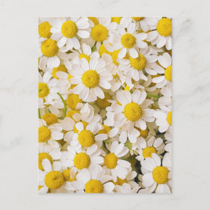Flowers   Bunch of Chamomiles Postcard