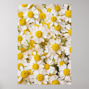 Flowers Bunch of Chamomiles Poster