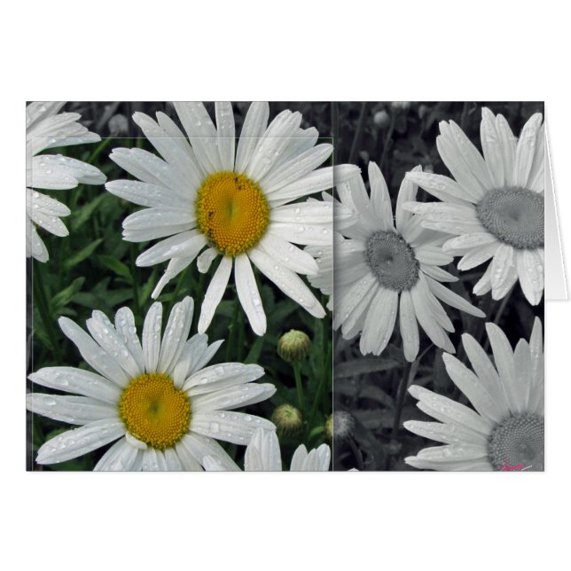 Flowers by the Lake - Daisies (Front Horizontal)