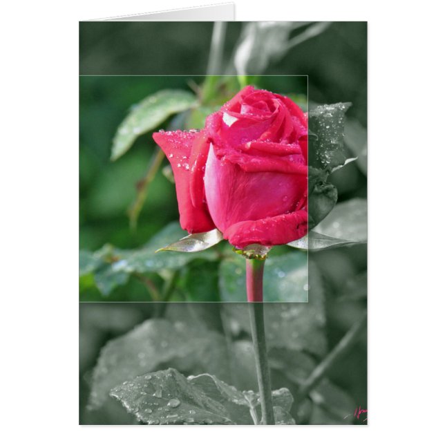 Flowers by the Lake - Red Rose Bud (Front)