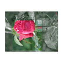 Flowers by the Lake - Red Rose Bud