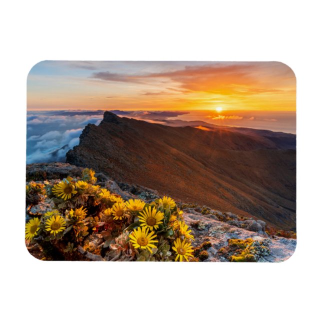 Flowers | Canary Islands, Spain Magnet (Horizontal)