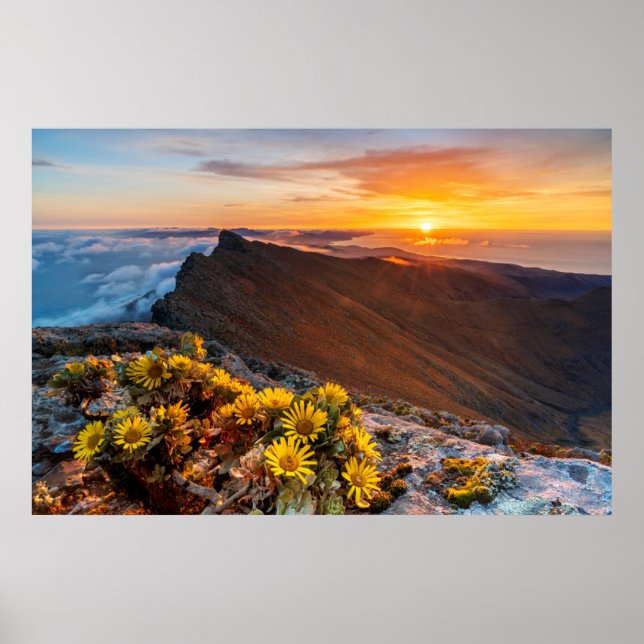 Flowers | Canary Islands, Spain Poster (Front)