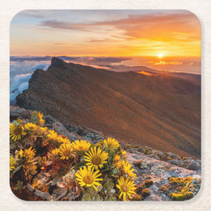 Flowers Canary Islands, Spain Square Paper Coaster