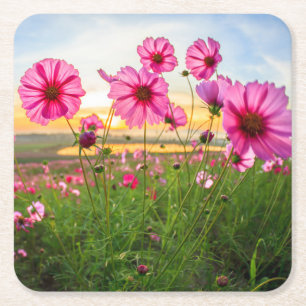 Flowers Chiang Rai Province, Thailand Square Paper Coaster