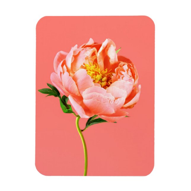 Flowers | Coral Peony Blossom Magnet (Vertical)