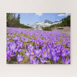 Flowers Crocus Pirin Mountain Park Bulgaria Jigsaw Puzzle