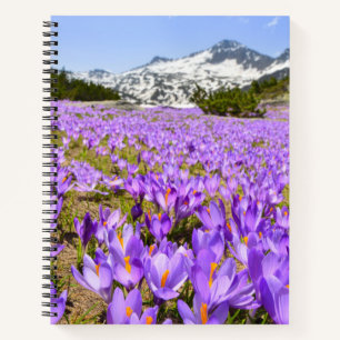 Flowers Crocus Pirin Mountain Park Bulgaria Notebook