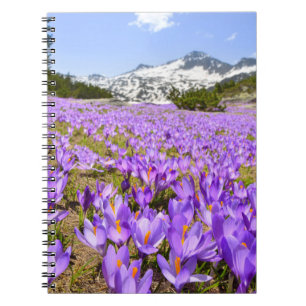 Flowers   Crocus Pirin Mountain Park Bulgaria Notebook