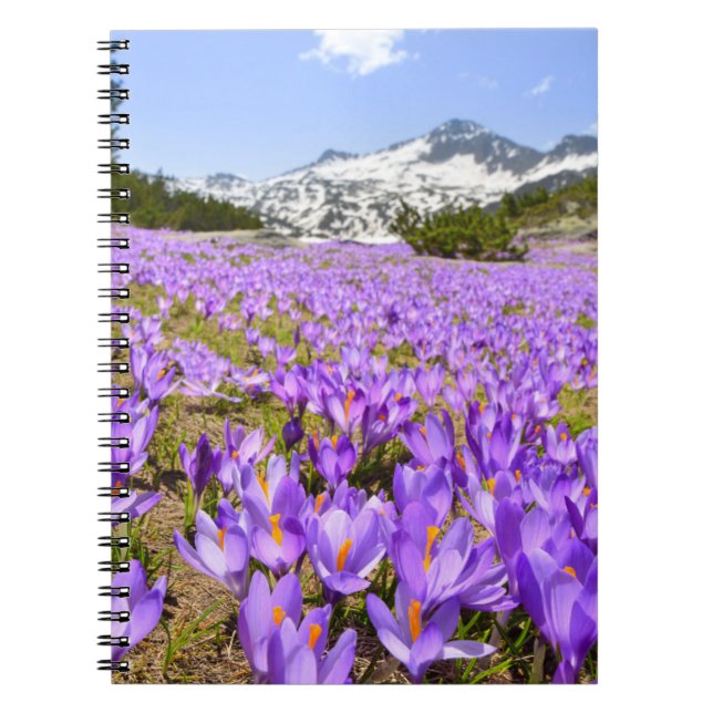 Flowers | Crocus Pirin Mountain Park Bulgaria Notebook (Front)