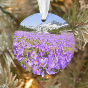 Flowers   Crocus Pirin Mountain Park Bulgaria Ornament